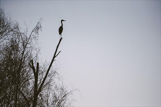 Silhouette heron