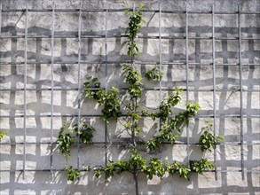 Trellis for plants on a wall in the convent garden