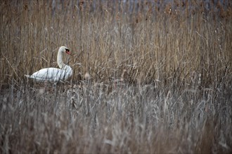 Swan reed bed