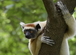 A golden-crowned sifaka