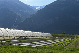 Greenhouses and vegetable cultivation in the Rhone Valley at the foot of the Valais Alps