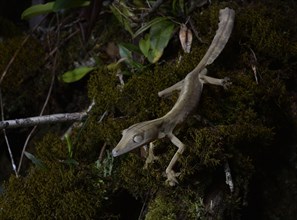 A lined leaf-tailed gecko