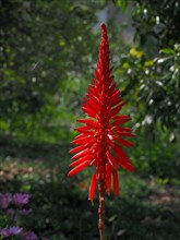 Red flower of a tree aloe