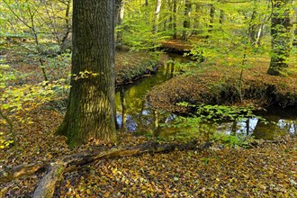 Meandering Rotbach in the autumnal Hiesfeld Forest