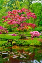 Tree with colorful red leaves in Japanese garden