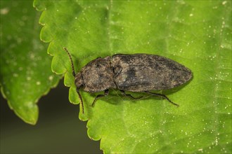 Mouse grey click beetle