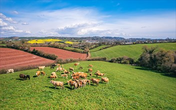 Cows on Devon Fields and Meadows from a drone