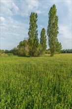 Large poplars in flowering meadow in spring. Muttersholtz