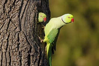 Two collared parakeets