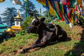 Cow indian sacred animal under Buddhist prayer flags on kora around Tsuglagkhang complex. McLeod Ganj