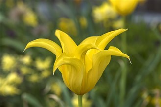 Yellow tulip blossom