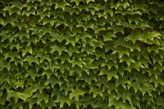 Wild vine covers a house wall