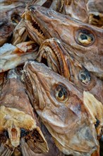 Drying flakes with stockfish cod fish heads in winter. Reine fishing village