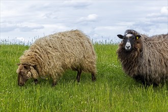 Norwegian sheep on the dike