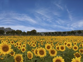 Fields full of sunflowers