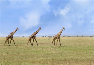 Three giraffes walking in the grass