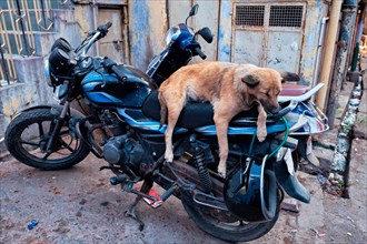 Dog sleeping on motorcycle in indian street