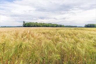 Wheat field in spring in plain. Alsace