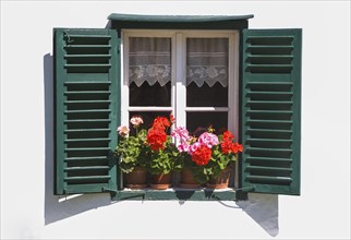 Blumenfenster mit Belagonien und gruenen Fensterlaeden