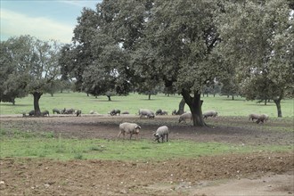 Iberische Hausschweine in den Steineichenwiesen der Dehesa