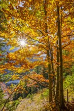 Sun shines on deciduous forest in autumn