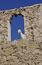 Billy goat looking through the window of a ruin