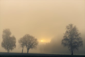 Baumreihe im Nebel bei Sonnenaufgang