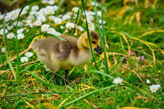Canada goose goslings on grass