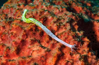 Worm sea cucumber