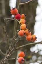 Fruits of the european crab apple