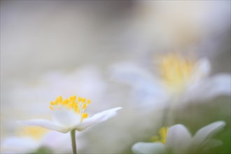 Wood anemone