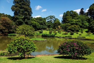 Pond with plants in Peradeniya Royal Botanical Gardens found in 1821 in Kandy