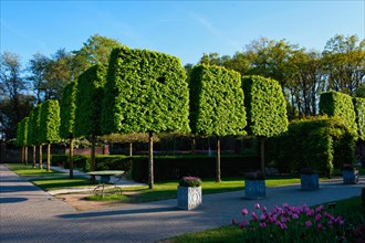 Keukenhof flower garden with clipped trees
