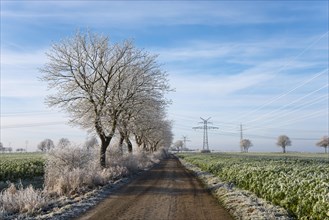 Trees and landscape with hoarfrost
