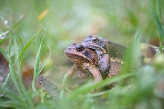 Grasfrosch