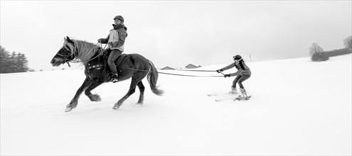 Skikjoering mit Haflinger am Hohen Peissenberg
