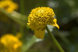 Flower of a double marsh marigold