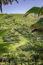 View of a pitahaya plantation