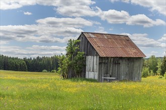 Hut in the nature reserve of Rotenbach meadows in High Black Forest. Friedenweiler