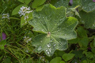 Raindrops on the leaf of common lady's mantle