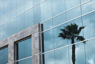 Abstract glass and stone corporate building with palm tree reflection