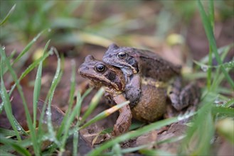 Grasfrosch