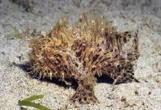 Hairy frogfish crawls over sandy seabed