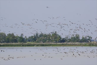 Flock of greylag geese