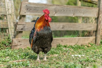 Portrait of a Rooster crowing in a farmyard. Educational Farm