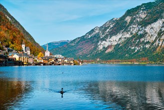 Austrian tourist destination Hallstatt village on Hallstatter See lake in Austrian alps with goose in lake