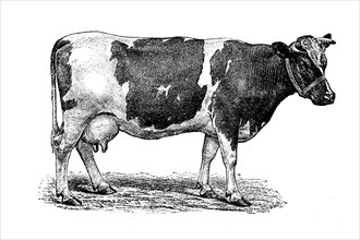 Cattle breed Holstein