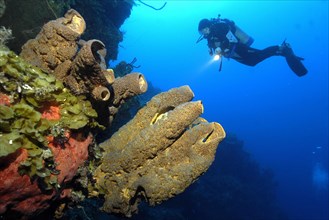 Diver looking at illuminated brown tube sponge
