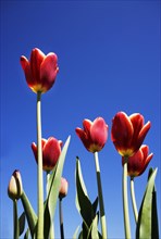 Bluehende rote Tulpen