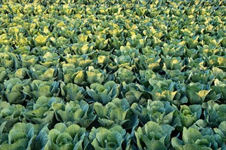 Fresh cabbage from farm field. View of green cabbages plants. Organic farming